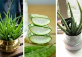 7 loại cây có lợi cho sức khỏe có thể trồng trong nhà