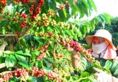 Giá cà phê thị trường thế giới và trong nước đồng loạt tăng