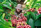 Thị trường nông sản cuối tuần: Giá cà phê, cao su tăng, hồ tiêu đi ngang