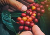 Thị trường cà phê diễn biến khó lường