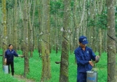 Cao su Việt Nam báo lãi ròng gần 1.068 tỷ đồng trong quý 2