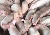 Giá heo hơi hôm nay 5/8: Miền Bắc lên 70.000 đồng/kg