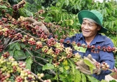 Thị trường nông sản ghi nhận tín hiệu phục hồi từ giá tiêu, cà phê 