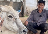 Nông dân Ấn Độ lao đao với bệnh da sần ở gia súc