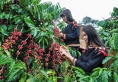 Thị trường tiêu vẫn chưa thoát khỏi khủng hoảng trong nửa đầu năm 2022