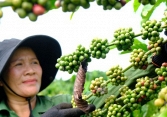 Thị trường cà phê Việt Nam gặp áp lực trước lạm phát gia tăng