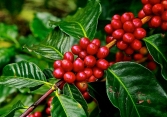 Giá hồ tiêu và cao su đồng loạt giảm