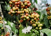 Thị trường nông sản cuối tuần xu hướng giảm