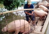 Giá heo hơi hôm nay 19/8: Miền Nam tăng nhẹ