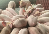 Giá heo hơi hôm nay 23/8: Giá heo miền Tây tăng nhẹ	