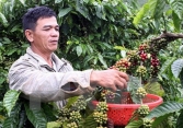Thị trường cà phê trong nước có dấu hiệu khởi sắc
