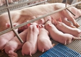 Giá heo hơi hôm nay 30/8: Chưa thể tăng