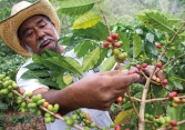 Nguồn cung yếu, giá cà phê được dự báo tăng trong những tháng cuối năm