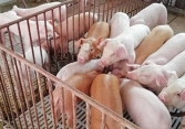 Giá heo hơi hôm nay 2/9: Ba miền duy trì trong khoảng 62.000 – 67.000 đồng/kg