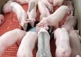 Giá heo hơi hôm nay 7/9: Ba miền giữ giá