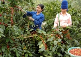 Thị trường nông sản 7/9: Giá cà phê tăng trở lại, hồ tiêu đi ngang