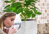 8 loại cây giúp bạn giảm căng thẳng khi ở gần chúng