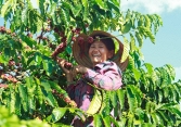 Thị trường tiêu trong nước suy yếu