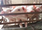 Giá heo hơi hôm nay 13/9: Hai miền không còn quá chênh lệch