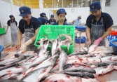Mỹ giữ nguyên mức thuế chống bán phá giá với cá tra Việt Nam