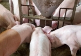 Giá heo hơi hôm nay 15/9: Miền Nam giảm theo miền Bắc