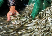 Cá linh giá hơn 300.000 đồng/kg
