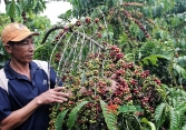Giá nông sản cuối tuần lao dốc