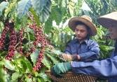 Giá cà phê và cao su thế giới bật tăng