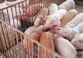 Giá heo hơi hôm nay 21/9: Đồng loạt xuống dưới mức 60.000 đồng/kg