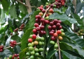 Thị trường nông sản 22/9: Giá cà phê tăng tăng 500 đồng/kg, hồ tiêu giảm nhẹ