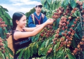 Thị trường nông sản đầu tuần không nhiều biến động