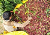 Xuất khẩu tiêu toàn cầu suy giảm trong 9 tháng đầu năm