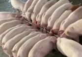 Giá heo giữ nhịp tăng mỗi ngày 1.000 đồng/kg