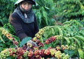 Giá cà phê giảm gần 1.500 đồng/kg trong tuần qua
