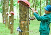 Dự báo không mấy tích cực về giá cao su