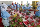 Xuất khẩu rau quả 9 tháng đầu năm 2022 đạt gần 2,5 tỉ USD