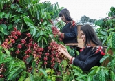 Đối mặt với nhiều khó khăn, giá tiêu tiếp tục lao dốc