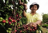 Thị trường nông sản ngày 7/10: Giá cà phê thế giới đồng loạt giảm