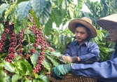 Giá nông sản cuối tuần: Hồ tiêu, cao su biến động trái chiều
