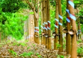 Khuyến nghị cổ phiếu 11/10: FIR, PHR, MBB