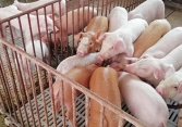 Giá heo hơi hôm nay 11/10: Nguy cơ giảm trong những ngày tới