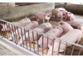 Giá heo hơi hôm nay 14/10: Nhiều địa phương có giá 61.000 đông/kg