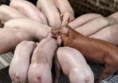 Giá heo hơi miền Bắc vượt ngưỡng 60.000 đồng/kg