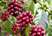 Giá cà phê đồng loạt giảm 100 đồng/kg tại thị trường trong nước