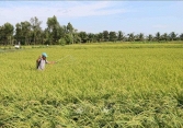 Kiến nghị giảm đất trồng lúa, tăng đất ở tại TP.HCM