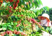 Giá các loại nông sản chủ chốt đồng loạt giảm