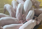 Giá heo hơi 27/10: Miền Nam giảm 1.000 đồng/kg