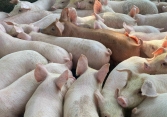 Giá heo hơi 28/10: Miền Bắc lại giảm thêm 2.000 đồng/kg