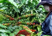 Thị trường nông sản cuối năm đối mặt nhiều thách thức