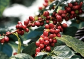 Giá tiêu được dự báo có thể xuống dưới mức 55.000 đồng/kg trong thời gian tới